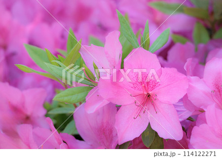 春の日差しを受けて色とりどりに咲き誇るツツジの花たち 114122271