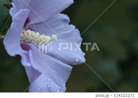 夏の茶室を彩る 114122272