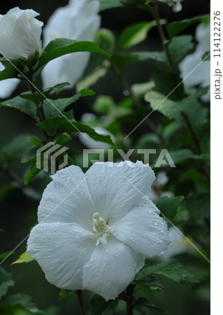 夏の茶室を彩る 夏の茶室を彩る 114122276