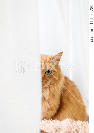 カーテン越しにこちらを見る猫　茶トラ猫 114122289