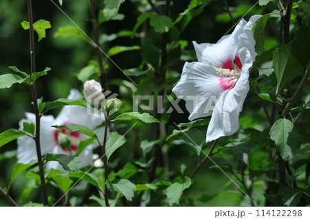 夏の茶室を彩る 夏の茶室を彩る 114122298