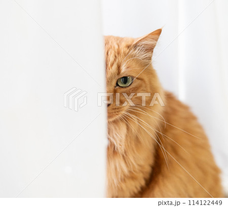 カーテン越しにこちらを見る猫 茶トラ猫 カーテン越しにこちらを見る猫 茶トラ猫 114122449