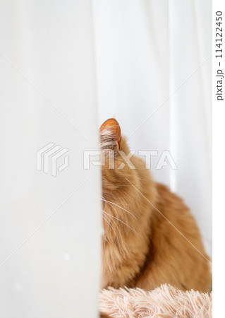カーテン越しにこちらを見る猫　茶トラ猫 114122450