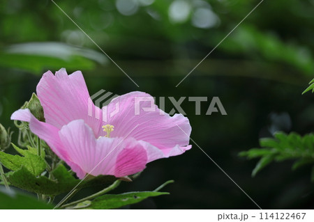 夏の茶室を彩る 114122467