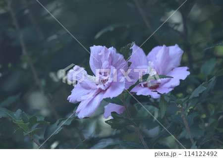 夏の茶室を彩る 114122492