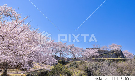 桜満開の竹田城跡 114122659