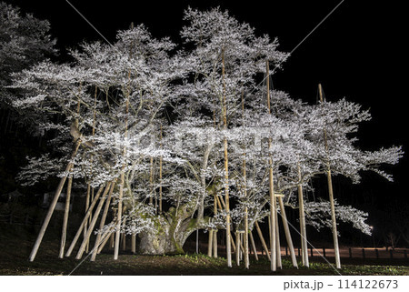 岐阜県の淡墨桜 114122673