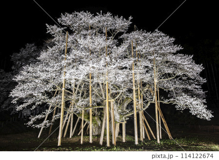 岐阜県の淡墨桜 114122674