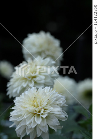 色鮮やかな大輪 114122850