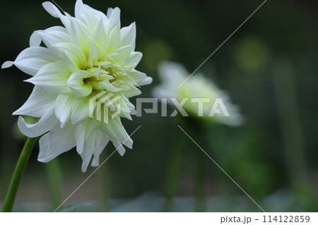 色鮮やかな大輪 色鮮やかな大輪 114122859