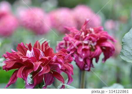 色鮮やかな大輪 114122861