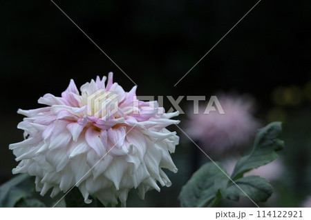 色鮮やかな大輪 114122921