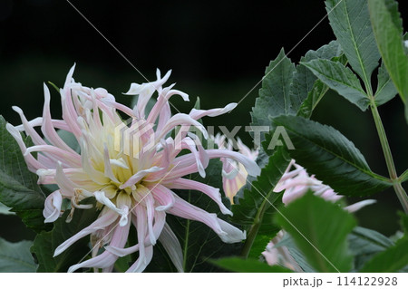 色鮮やかな大輪 114122928