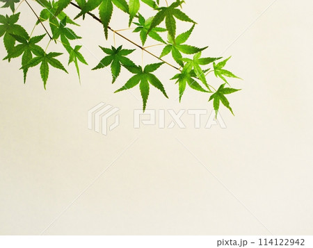 夏のカエデの葉 アップ 114122942