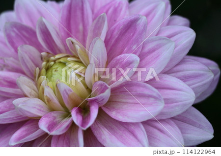 色鮮やかな大輪 114122964