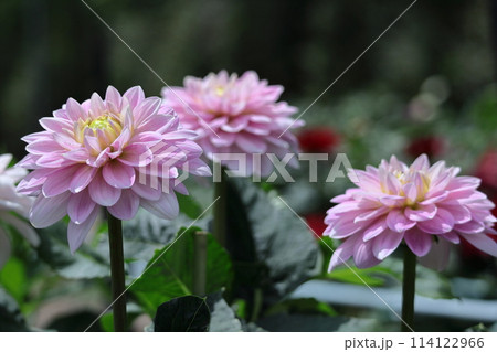 色鮮やかな大輪 114122966