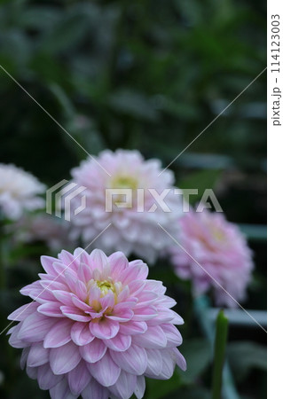 色鮮やかな大輪 114123003