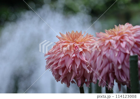 色鮮やかな大輪 114123008