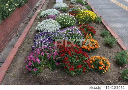 小学校の花壇　春 114123031