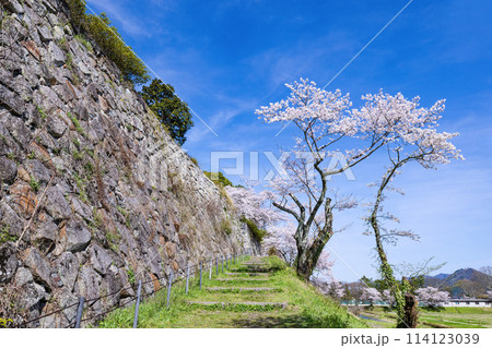 春の篠山城跡 春の篠山城跡 114123039