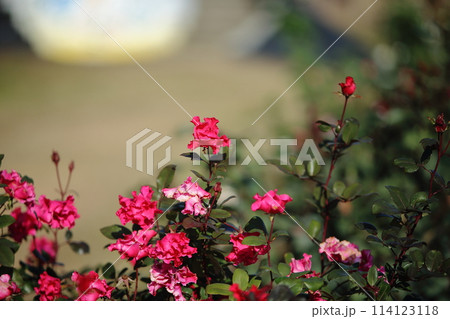 荒尾市 おもやい市民花壇 バラの花、 荒尾市 おもやい市民花壇 バラの花、 114123118