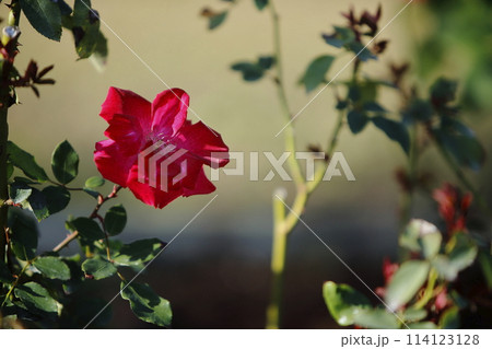 荒尾市　おもやい市民花壇　バラの花、 114123128