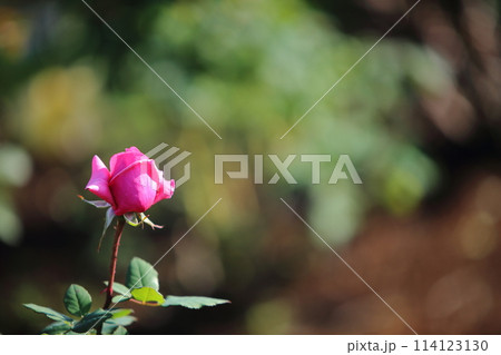 荒尾市　おもやい市民花壇　バラの花、 114123130