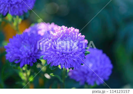 Violet buds of aster flower 114123157