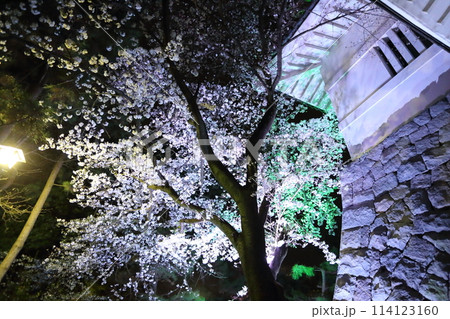 忍城の御三階櫓と桜のライトアップは幻想的です 114123160