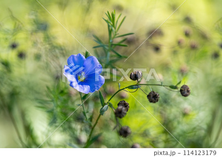 Blue-flowered herbaceous Blue-flowered herbaceous 114123179