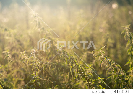 Thickets of stinging nettles Thickets of stinging nettles 114123181