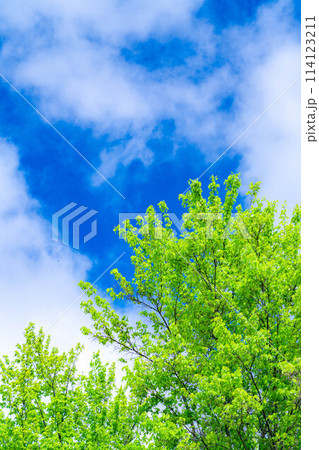 【初夏素材】新緑と青空【長野県】 【初夏素材】新緑と青空【長野県】 114123211