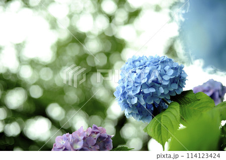 近所で見たあじさい 114123424