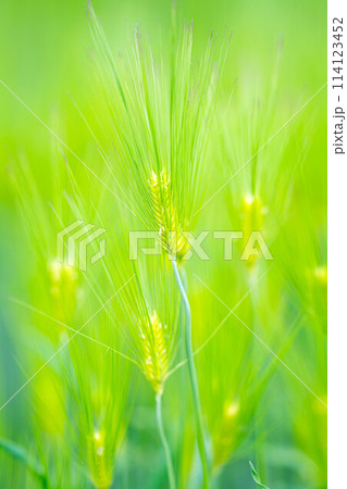 【新緑素材】画面いっぱいの青麦【長野県】 114123452