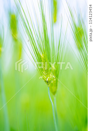 【新緑素材】画面いっぱいの青麦【長野県】 【新緑素材】画面いっぱいの青麦【長野県】 114123454