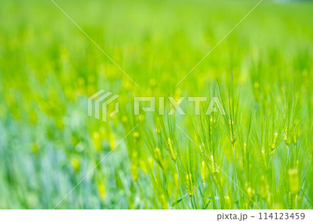 【新緑素材】画面いっぱいの青麦【長野県】 114123459