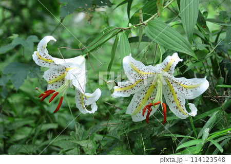 ユリの王様 114123548