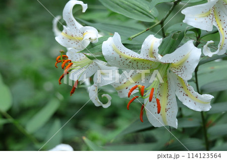 ユリの王様 ユリの王様 114123564