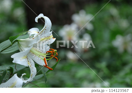 ユリの王様 114123567