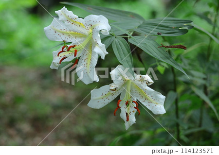 ユリの王様 ユリの王様 114123571