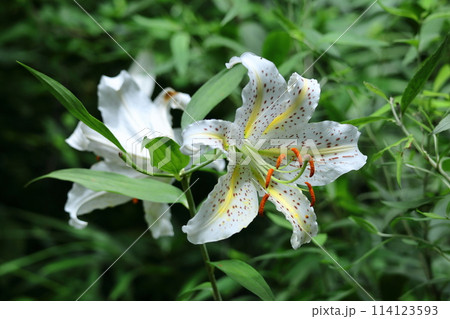 ユリの王様 ユリの王様 114123593