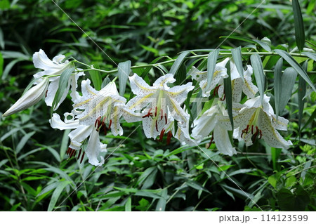 ユリの王様 114123599