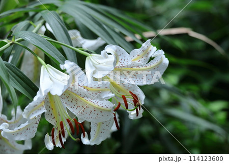 ユリの王様 114123600