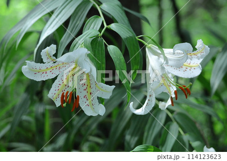 ユリの王様 114123623