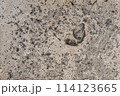 Concrete floor texture 114123665