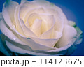 Beautiful white rose flower head 114123675