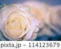 Beautiful white rose flower head 114123679