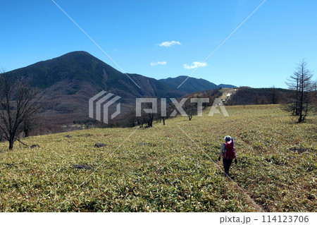 蓼科山を見ながら八子ヶ峰の稜線の笹原を歩く女性登山者 蓼科山を見ながら八子ヶ峰の稜線の笹原を歩く女性登山者 114123706