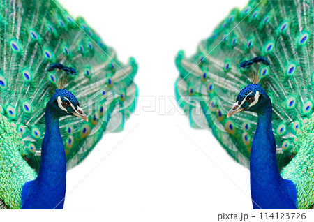 two peacock with spread tail isolated on white background 114123726