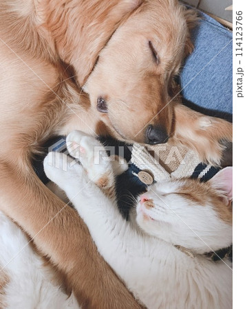 仲良く眠る二匹の動物 114123766